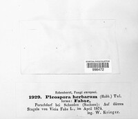 Stemphylium vesicarium image